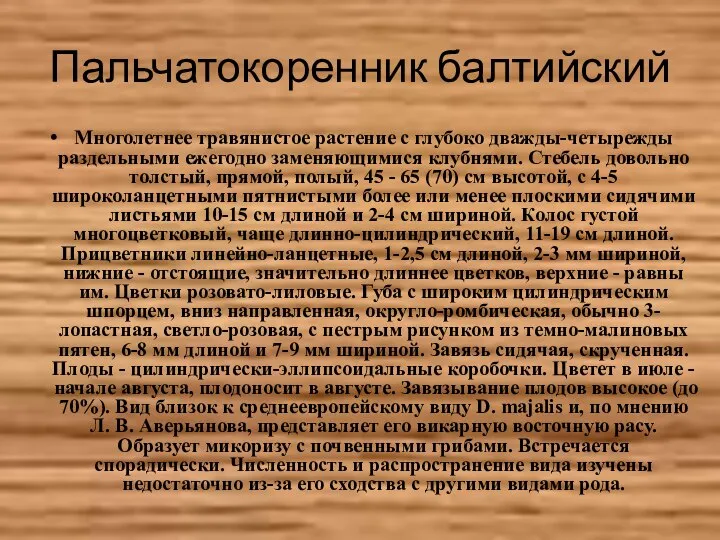 Пальчатокоренник балтийский Многолетнее травянистое растение с глубоко дважды-четырежды раздельными ежегодно заменяющимися