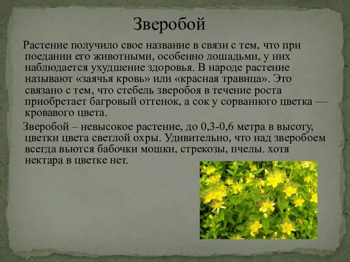 Растение получило свое название в связи с тем, что при поедании