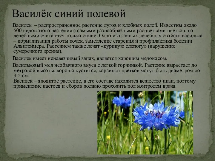 Василек – распространенное растение лугов и хлебных полей. Известны около 500