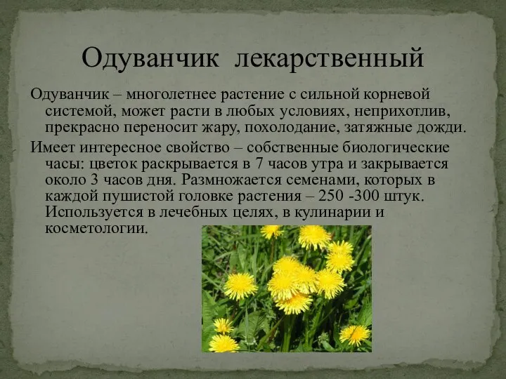 Одуванчик – многолетнее растение с сильной корневой системой, может расти в