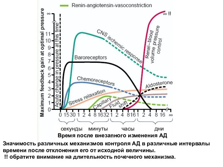 Значимость различных механизмов контроля АД в различные интервалы времени после отклонения