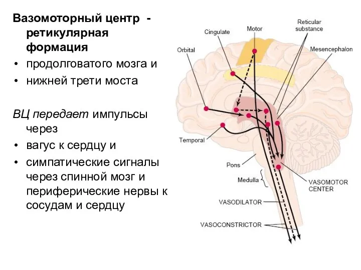 Вазомоторный центр - ретикулярная формация продолговатого мозга и нижней трети моста