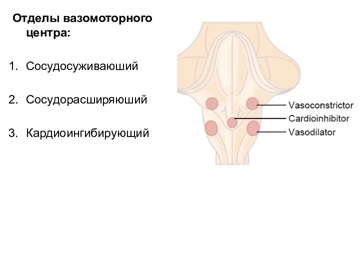 Отделы вазомоторного центра: Сосудосуживаюший Сосудорасширяюший Кардиоингибирующий