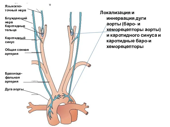 Локализация и иннервация дуги аорты (баро- и хеморецепторы аорты) и каротидного