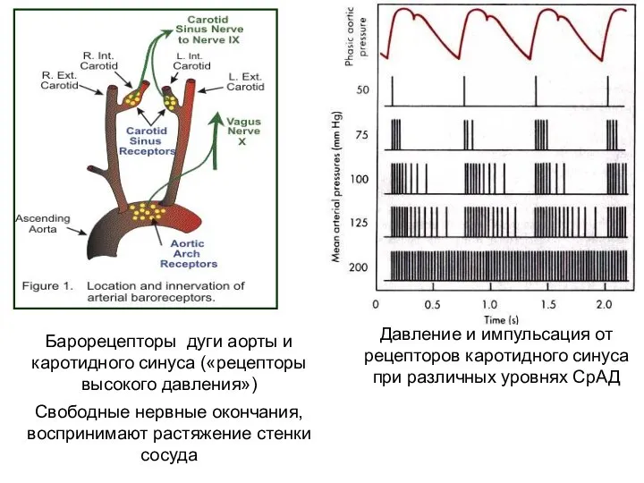 Давление и импульсация от рецепторов каротидного синуса при различных уровнях СрАД