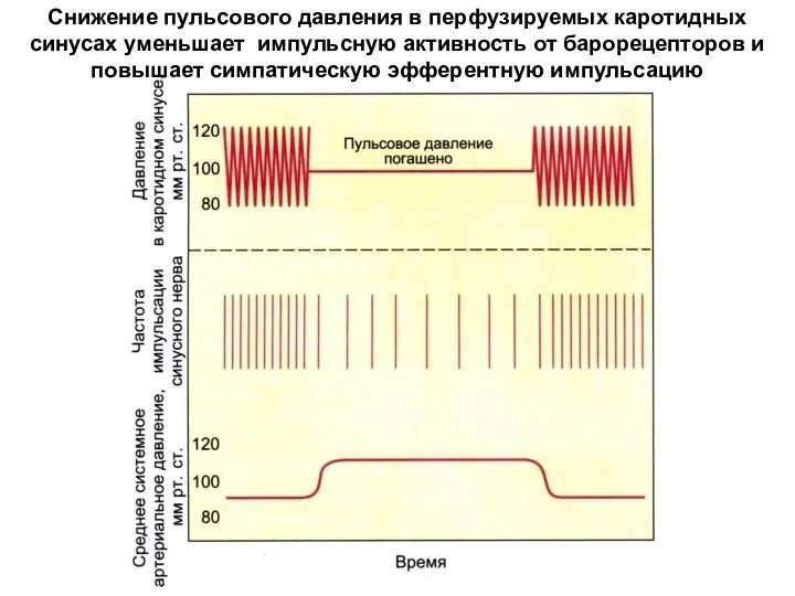 Cнижение пульсового давления в перфузируемых каротидных синусах уменьшает импульсную активность от