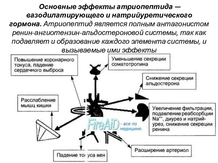 Основные эффекты атриопептида — вазодилатирующего и натрийуретического гормона. Атриопептид является полным