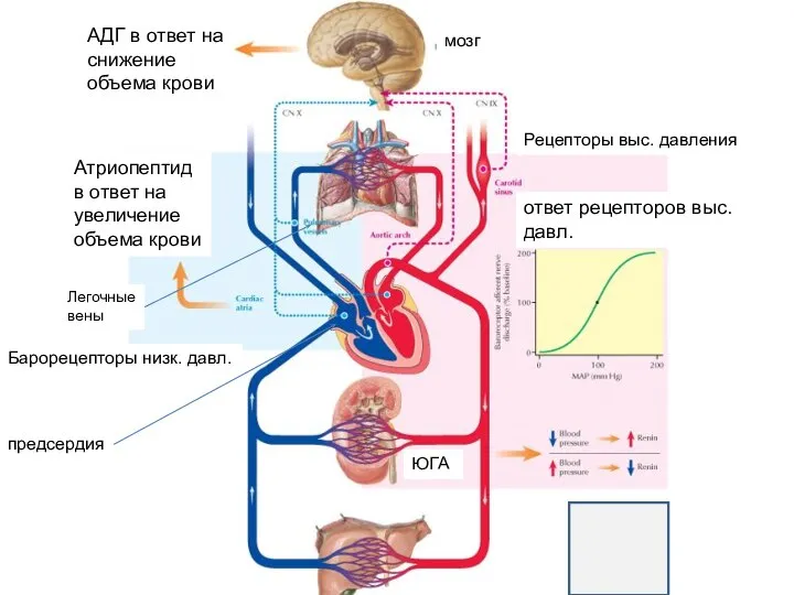 ё АДГ в ответ на снижение объема крови Атриопептид в ответ