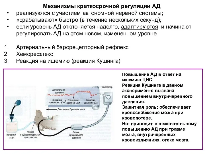 Повышение АД в ответ на ишемию ЦНС Реакция Кушинга в данном