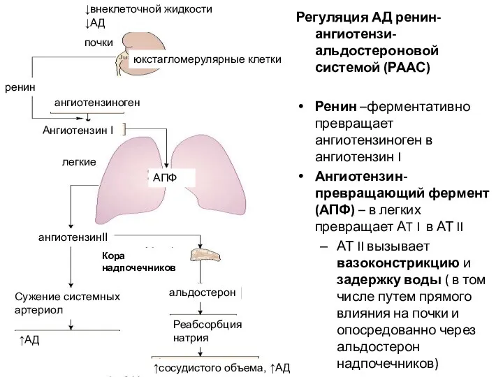 Регуляция АД ренин-ангиотензи-альдостероновой системой (РААС) Ренин –ферментативно превращает ангиотензиноген в ангиотензин