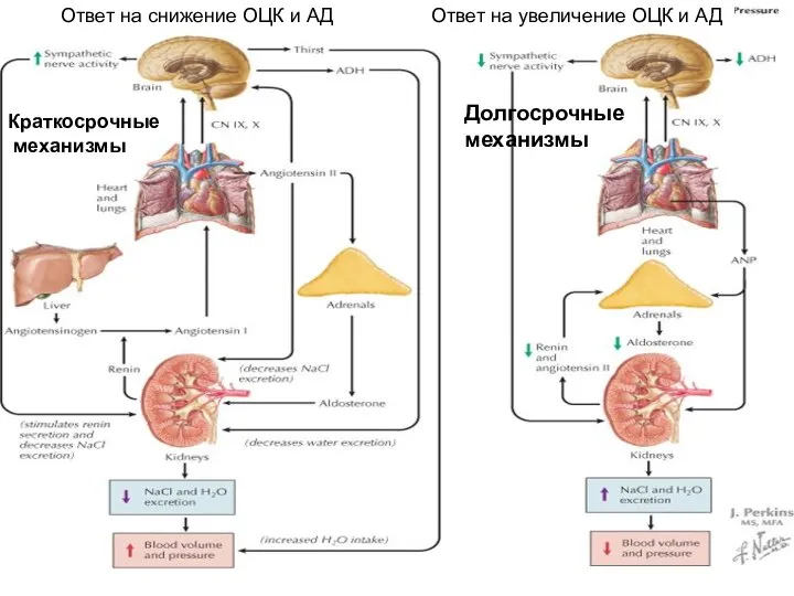 Долгосрочные механизмы Ответ на снижение ОЦК и АД Ответ на увеличение ОЦК и АД Краткосрочные механизмы