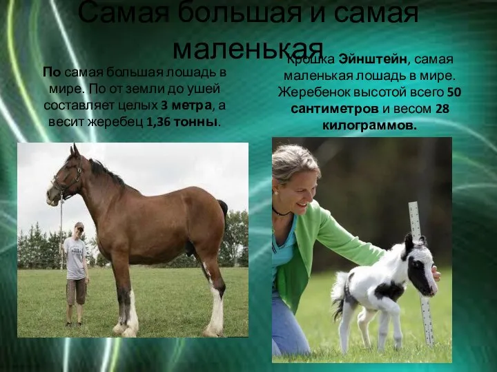 Самая большая и самая маленькая По самая большая лошадь в мире.