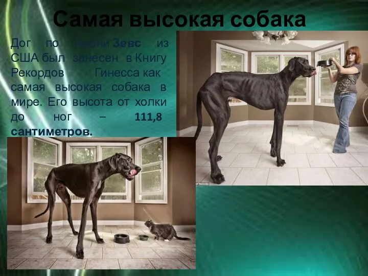 Самая высокая собака Дог по имени Зевс из США был занесен