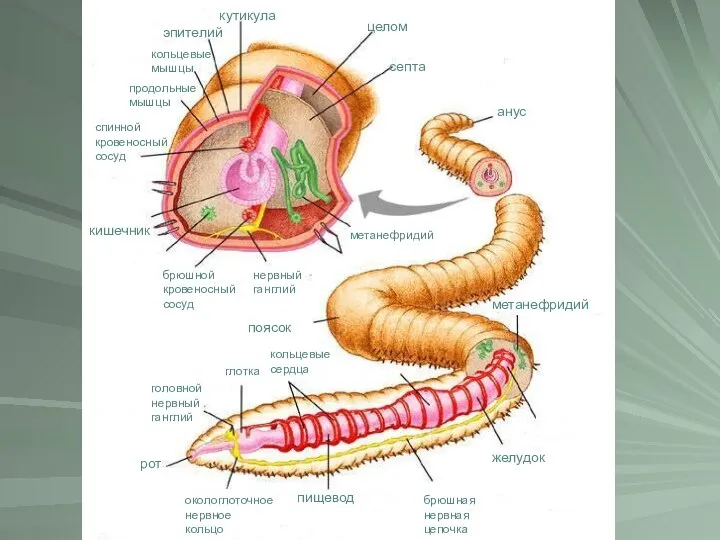 кутикула эпителий кольцевые мышцы продольные мышцы спинной кровеносный сосуд кишечник брюшной