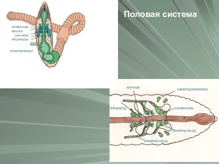 Половая система семяприемники яичник семенник семяпровод яйцевод семяпровод семяпроводы семенные мешки яйцеводы яичники