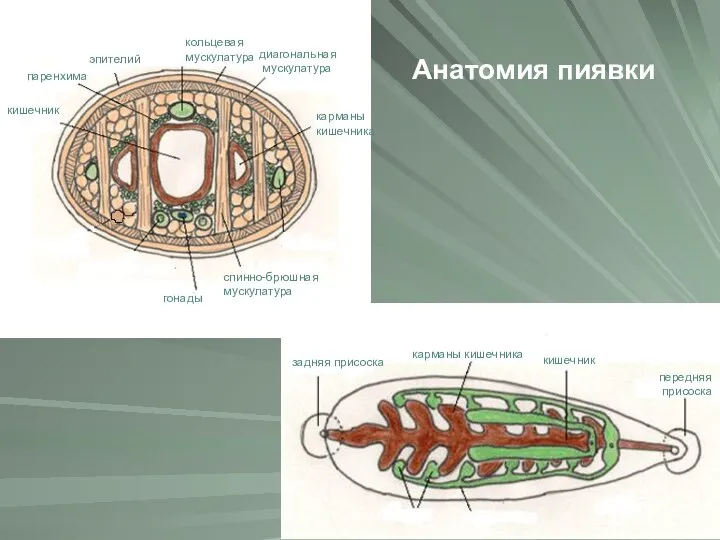 Анатомия пиявки кишечник карманы кишечника диагональная мускулатура кольцевая мускулатура спинно-брюшная мускулатура