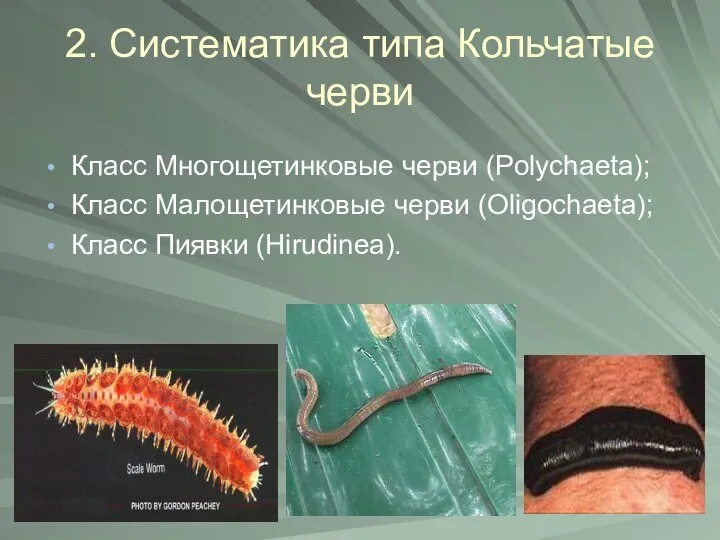 2. Систематика типа Кольчатые черви Класс Многощетинковые черви (Polychaeta); Класс Малощетинковые черви (Oligochaeta); Класс Пиявки (Hirudinea).