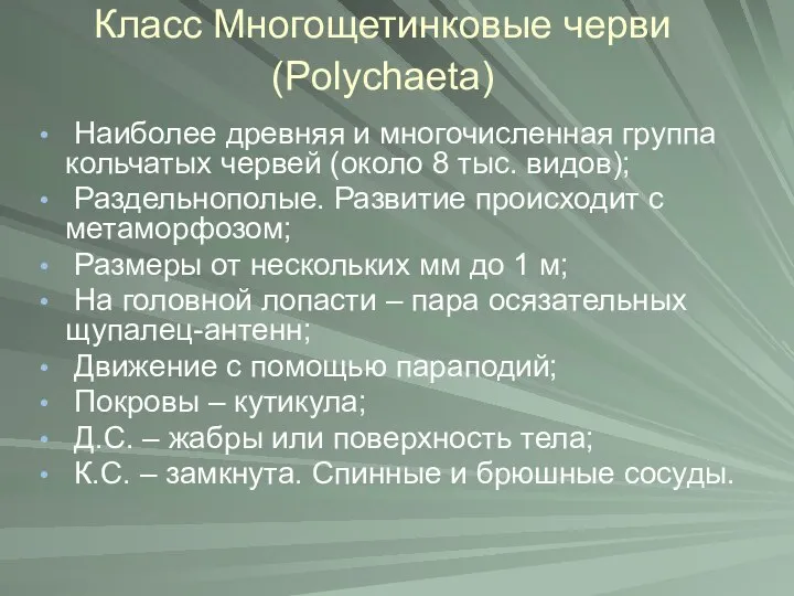 Класс Многощетинковые черви (Polychaeta) Наиболее древняя и многочисленная группа кольчатых червей