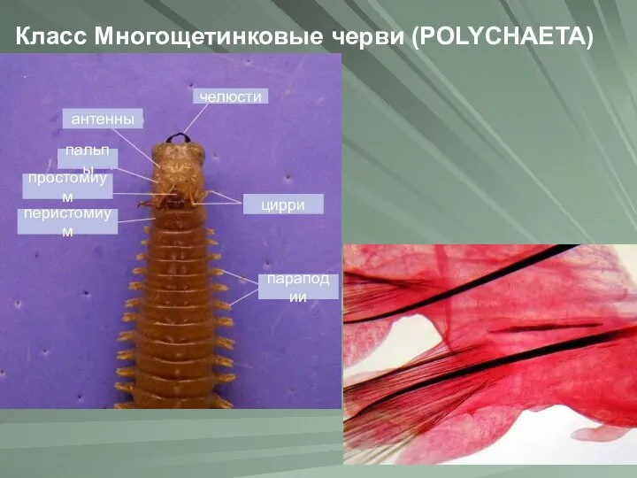 Класс Многощетинковые черви (POLYCHAETA) пальпы перистомиум цирри параподии простомиум антенны челюсти