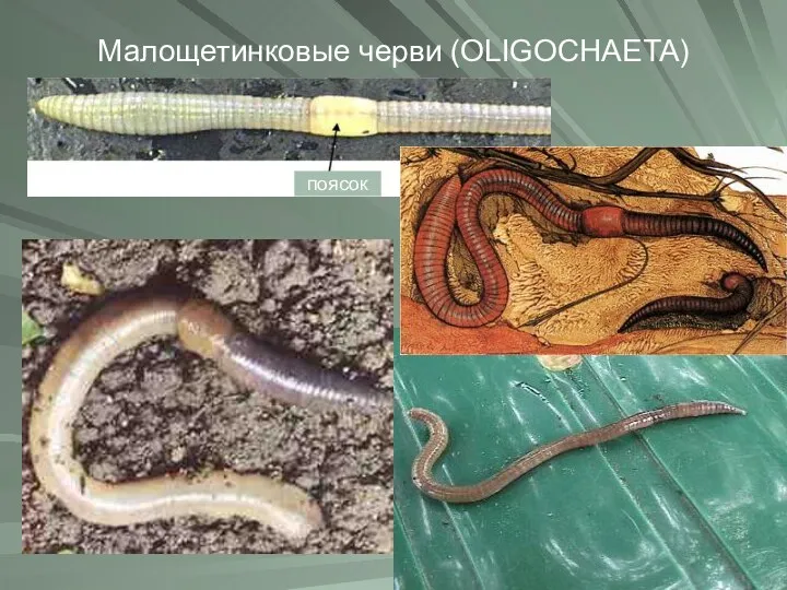 Малощетинковые черви (OLIGOCHAETA) поясок