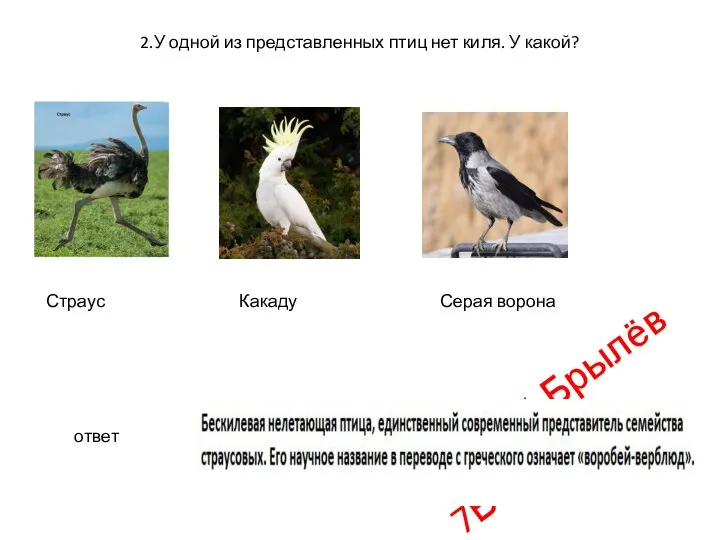 2.У одной из представленных птиц нет киля. У какой? Страус Какаду Серая ворона ответ