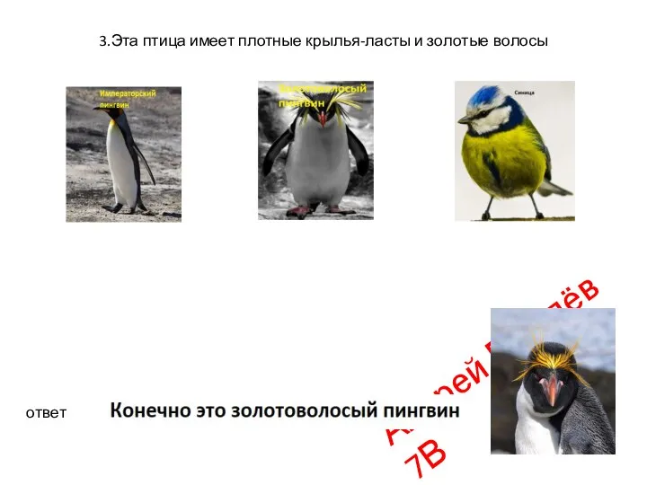 3.Эта птица имеет плотные крылья-ласты и золотые волосы ответ