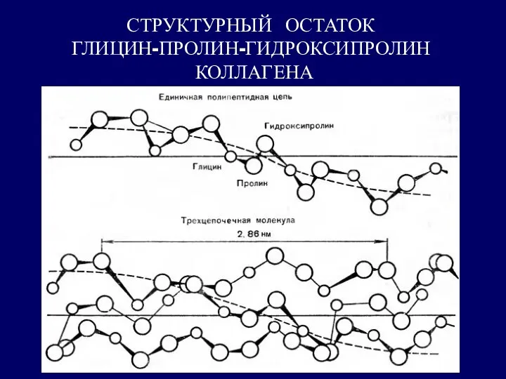 СТРУКТУРНЫЙ ОСТАТОК ГЛИЦИН-ПРОЛИН-ГИДРОКСИПРОЛИН КОЛЛАГЕНА