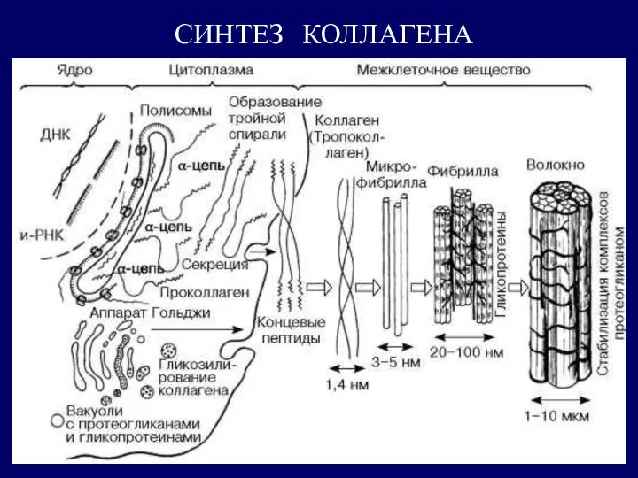 СИНТЕЗ КОЛЛАГЕНА