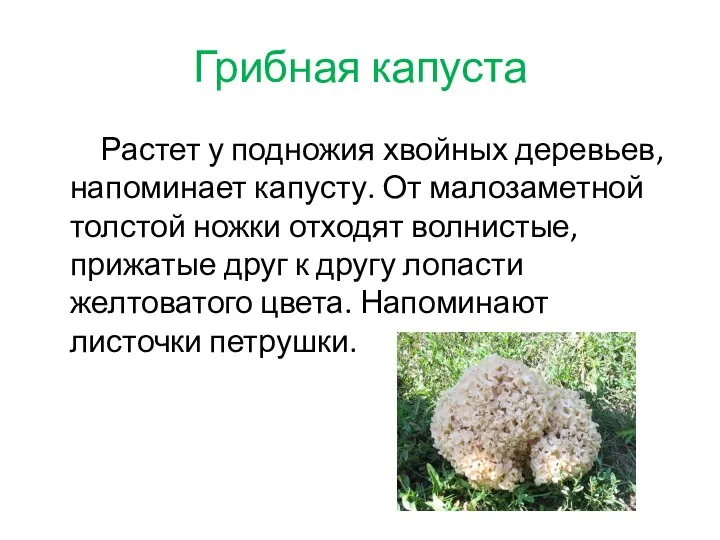 Грибная капуста Растет у подножия хвойных деревьев, напоминает капусту. От малозаметной