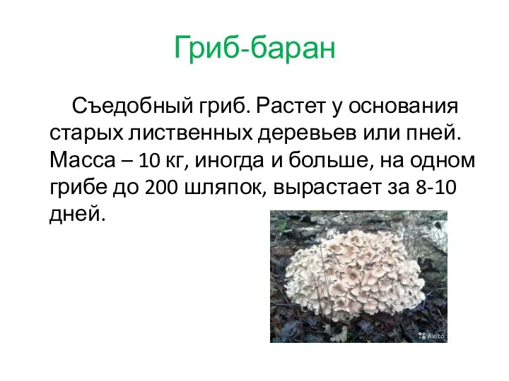 Гриб-баран Съедобный гриб. Растет у основания старых лиственных деревьев или пней.