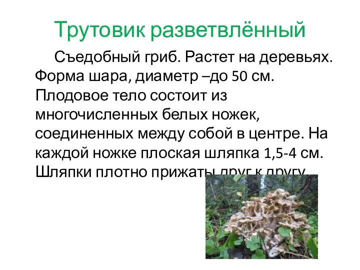 Трутовик разветвлённый Съедобный гриб. Растет на деревьях. Форма шара, диаметр –до