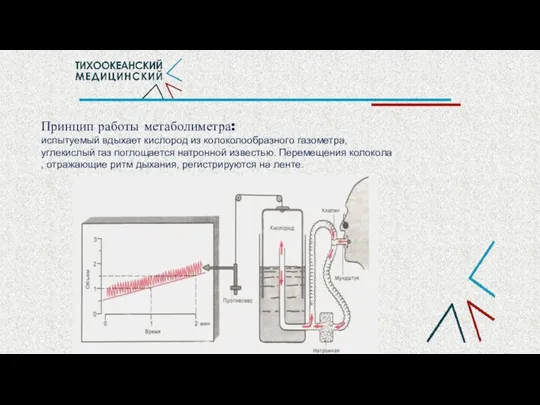 Принцип работы метаболиметра: испытуемый вдыхает кислород из колоколообразного газометра, углекислый газ