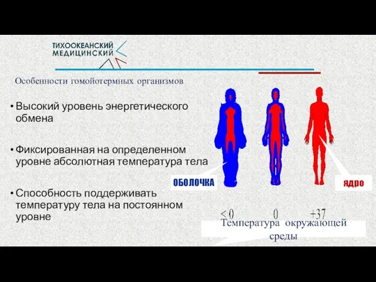 Особенности гомойотермных организмов Высокий уровень энергетического обмена Фиксированная на определенном уровне