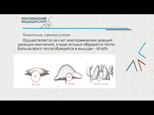 Химическая терморегуляция Осуществляется за счет экзотермических реакций (реакции окисления), в ходе