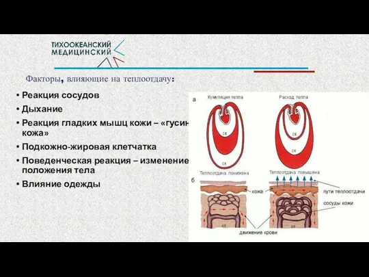 Факторы, влияющие на теплоотдачу: Реакция сосудов Дыхание Реакция гладких мышц кожи