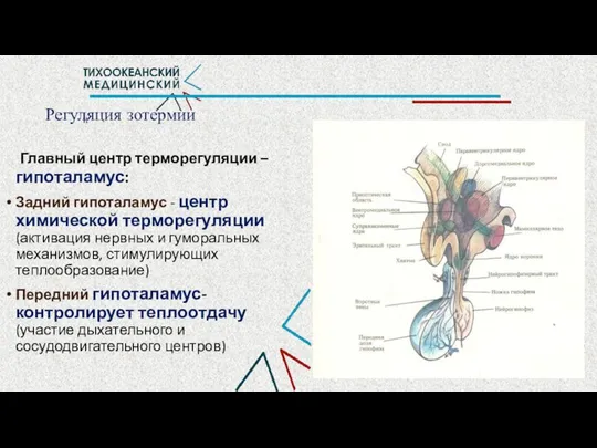 и Регуляция зотермии Главный центр терморегуляции – гипоталамус: Задний гипоталамус -