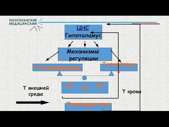 ЦНС Гипоталамус Механизмы регуляции Т внешней среды Т крови Терморецепторы
