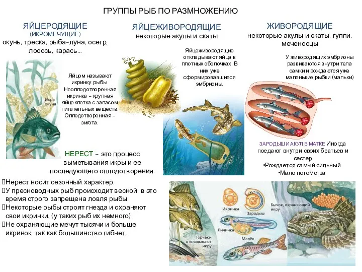 Нерест носит сезонный характер. У пресноводных рыб происходит весной, в это