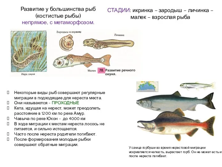 Развитие у большинства рыб (костистые рыбы) непрямое, с метаморфозом. СТАДИИ: икринка