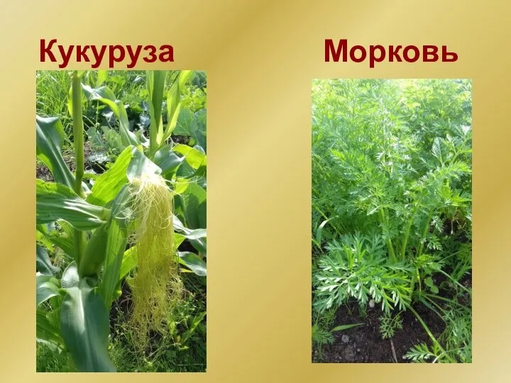 Кукуруза Морковь