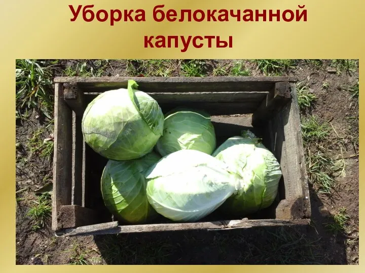 Уборка белокачанной капусты