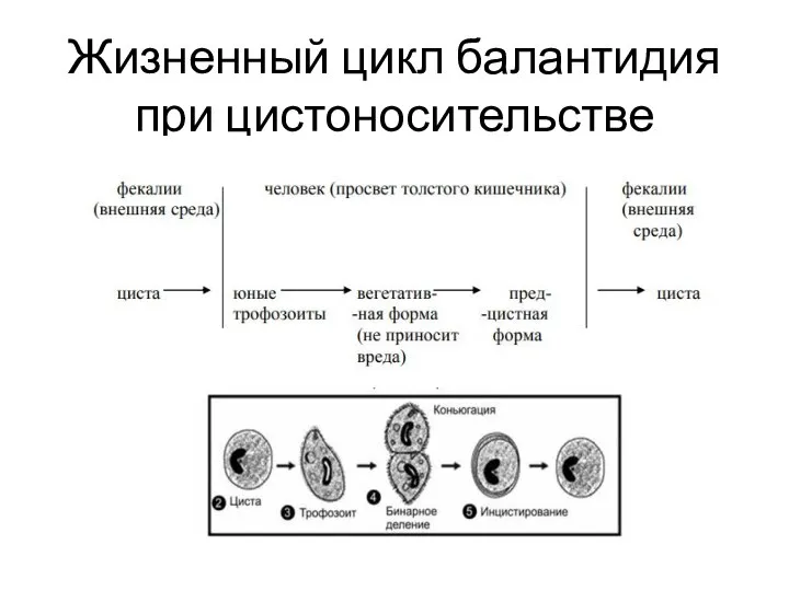 Жизненный цикл балантидия при цистоносительстве