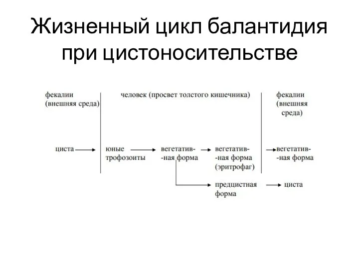 Жизненный цикл балантидия при цистоносительстве