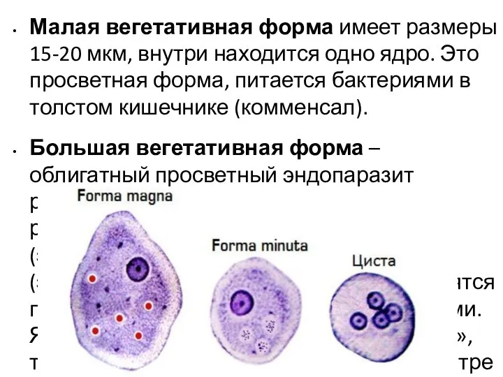 Малая вегетативная форма имеет размеры 15-20 мкм, внутри находится одно ядро.