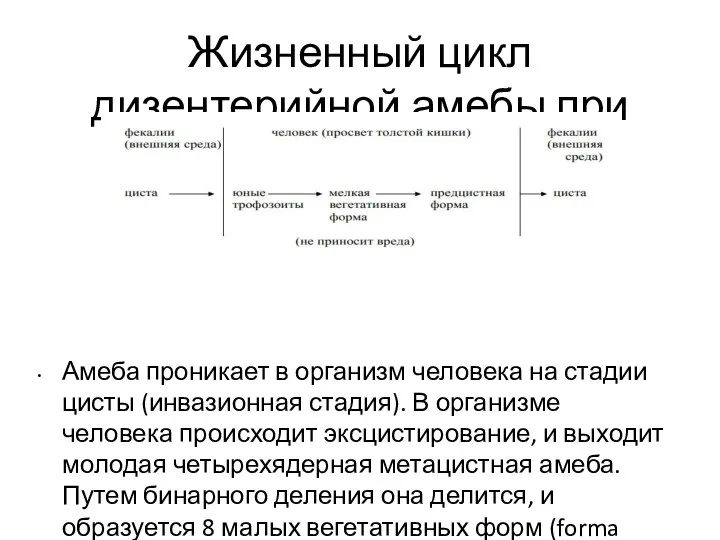 Жизненный цикл дизентерийной амебы при цистоносительстве Амеба проникает в организм человека