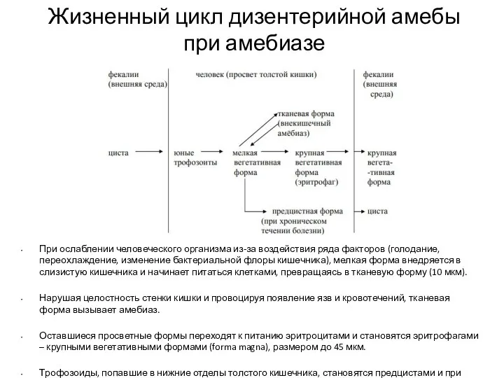 Жизненный цикл дизентерийной амебы при амебиазе При ослаблении человеческого организма из-за