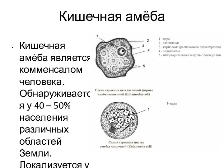 Кишечная амёба Кишечная амѐба является комменсалом человека. Обнаруживается у 40 –