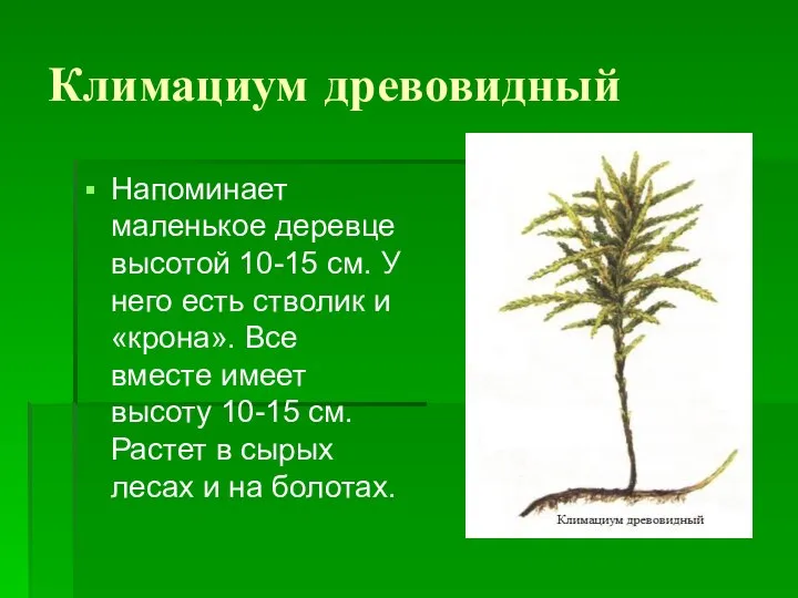 Климациум древовидный Напоминает маленькое деревце высотой 10-15 см. У него есть