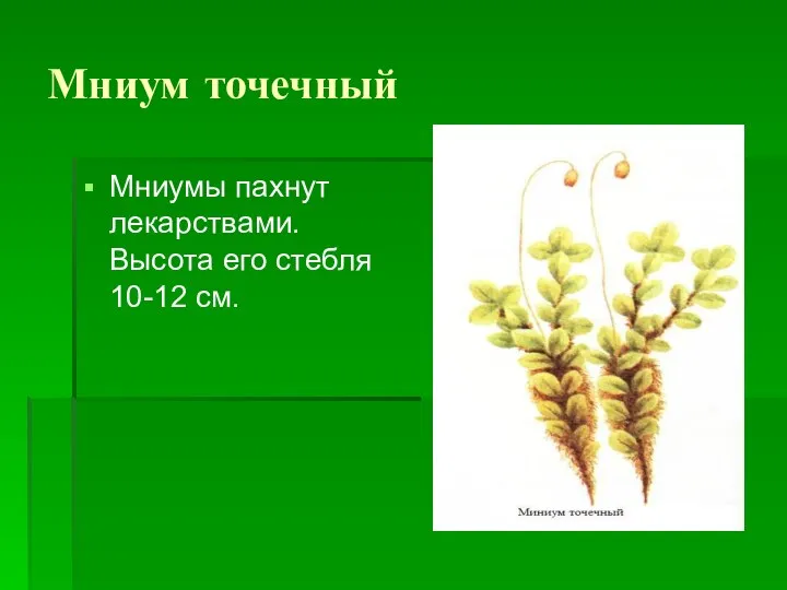 Мниум точечный Мниумы пахнут лекарствами. Высота его стебля 10-12 см.