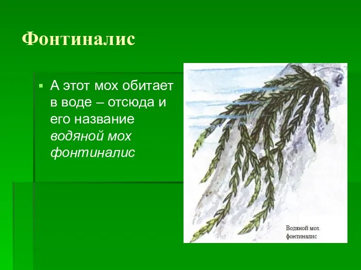 Фонтиналис А этот мох обитает в воде – отсюда и его название водяной мох фонтиналис